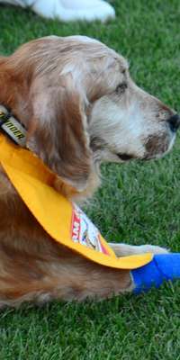 Chase, American golden retriever, dies at age 13